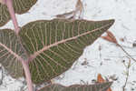 Pinewoods milkweed